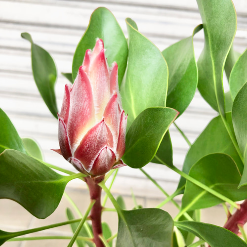 花芽2つ キングプロテア リトルプリンス その他インテリア雑貨