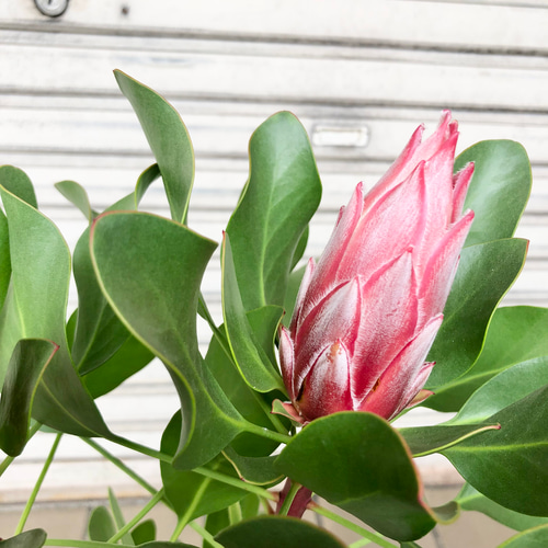 キングプロテア リトルプリンス 2個セット 数量限定】キングプロテア リトルプリンス（2花付き）5号苗 PVP