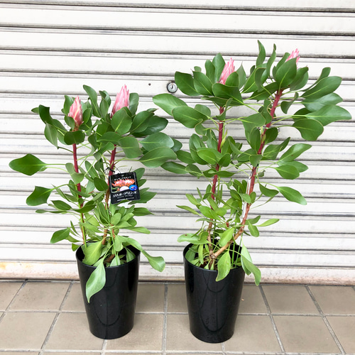 花芽2つ キングプロテア リトルプリンス その他インテリア雑貨 PLANTS