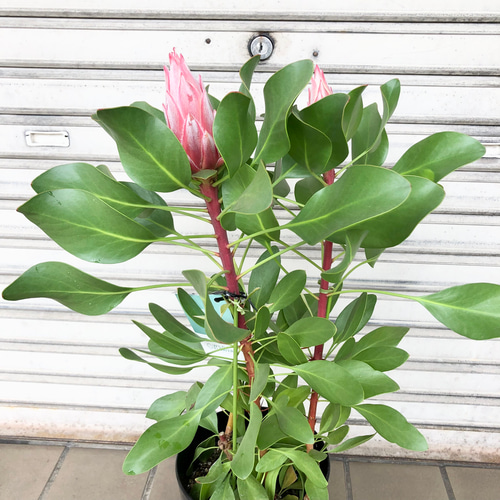 花芽2つ キングプロテア リトルプリンス その他インテリア雑貨