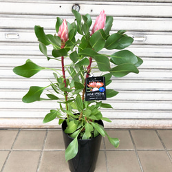 キングプロテア リトルプリンス 2個セット 数量限定】キングプロテア リトルプリンス（2花付き）5号苗 PVP