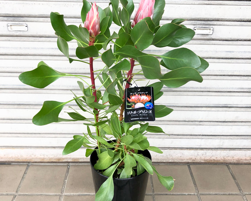 花芽2つ キングプロテア リトルプリンス その他インテリア雑貨 PLANTS