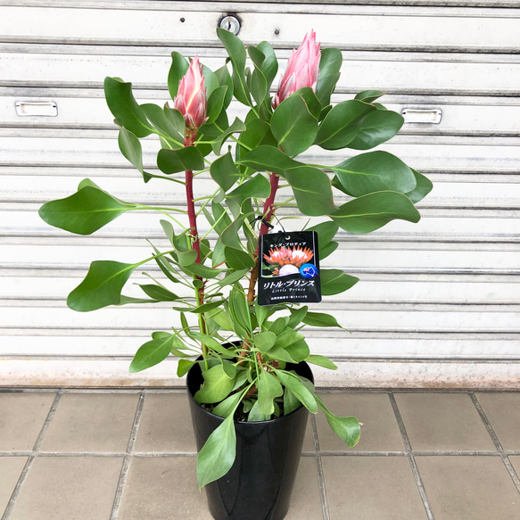 花芽2つ キングプロテア リトルプリンス その他インテリア雑貨