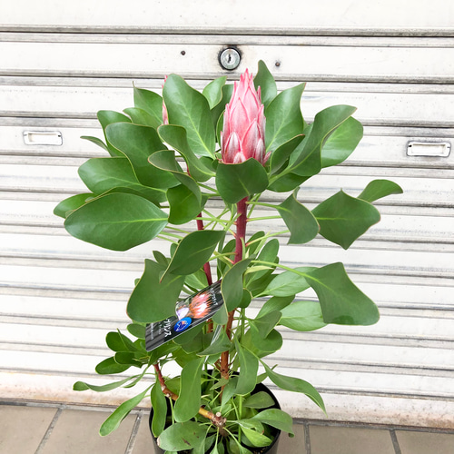 キングプロテア リトルプリンス 2個セット 数量限定】キングプロテア リトルプリンス（2花付き）5号苗 PVP