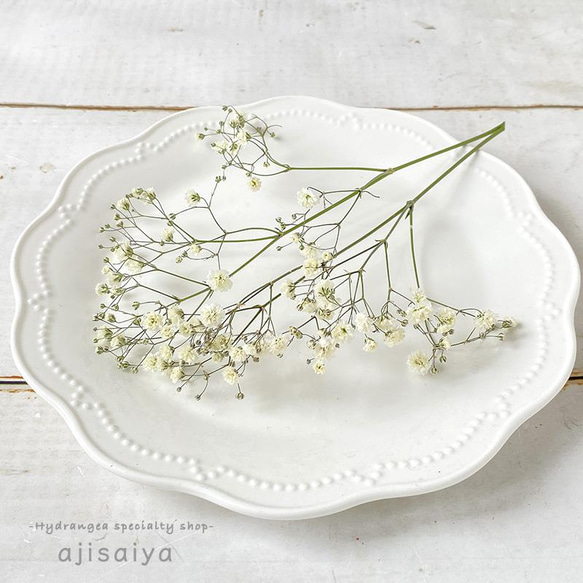 新製法：＜生花のような＞カスミソウ ナチュラル 【ドライフラワー