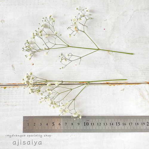 新製法：＜生花のような＞カスミソウ ナチュラル 【ドライフラワー