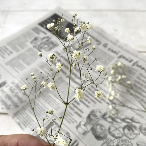 ○ お花のあるシンプルな暮らし ハーバリウム ユーカリ＆カスミソウ ナチュラル 新製法：＜生花のような＞カスミソウ ナチュラル 【ドライフラワー