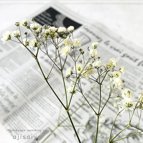 新製法：＜生花のような＞カスミソウ ナチュラル 【ドライフラワー