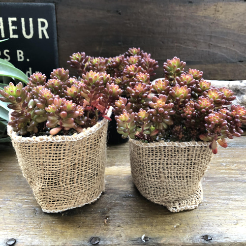レッドベリー♡希少品種♡多肉植物♡セダム♡もりもり アートフラワー
