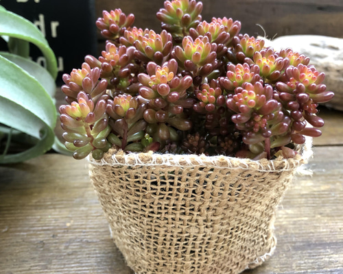 レッドベリー♡希少品種♡多肉植物♡セダム♡もりもり アートフラワー