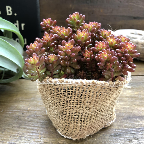 そのまま飾れる多肉植物寄せ植え 多肉植物 ba-boo house 通販 そのまま飾れる多肉植物寄せ植え 多肉植物 ba-boo house 通販
