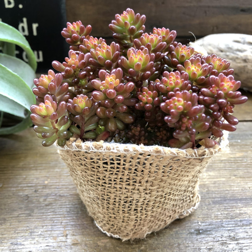 たぬき 希少 レッドベリー♡希少品種♡多肉植物♡セダム♡もりもり アート フラワー・ガーデニング