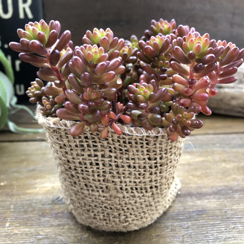 レッドベリー♡希少品種♡多肉植物♡セダム♡もりもり アートフラワー
