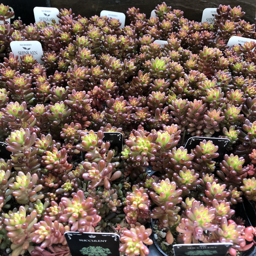 レッドベリー♡希少品種♡多肉植物♡セダム♡もりもり アートフラワー