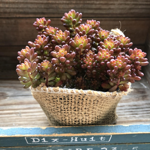 レッドベリー♡希少品種♡多肉植物♡セダム♡もりもり アートフラワー