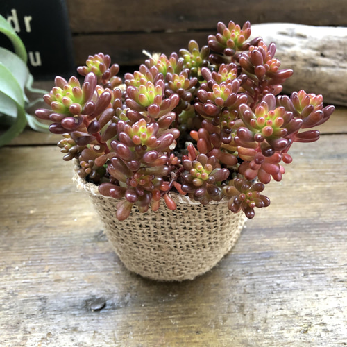 多肉植物^o^  モリモリ❣️レッドベリー 多肉植物^o^ モリモリ❣️レッドベリー 【公式通販】