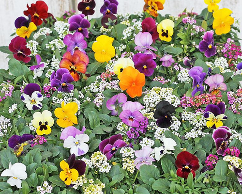 花苗 ビオラ&アリッサム MIX 2.5号ロングポット 花壇 寄せ植え 春の花