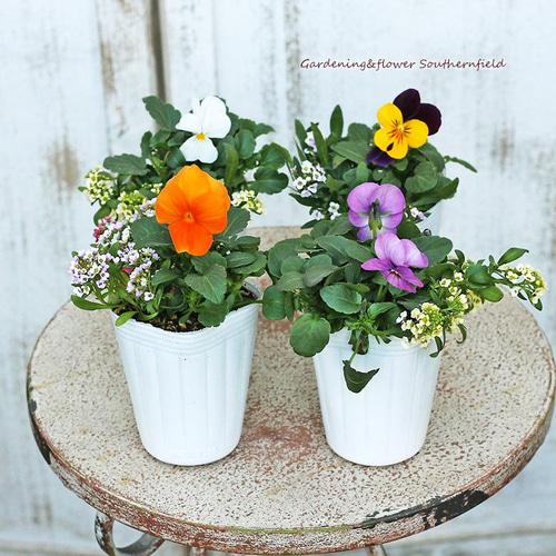 花苗 ビオラ&アリッサム MIX 2.5号ロングポット 花壇 寄せ植え 春の花