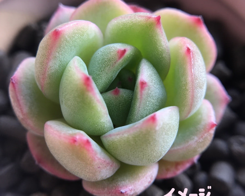 新入荷 希少新品種 エケベリア イチゴ大福 1苗1500円 抜き苗 3cm