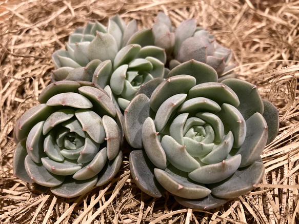 SOLD マルーンヒル 厳選韓国苗 名前付き 多肉植物 〜Green〜多肉畑 