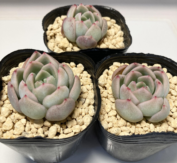 SOLD スリョン スイレン ウォーターリリー 厳選韓国苗 名前付き 多肉