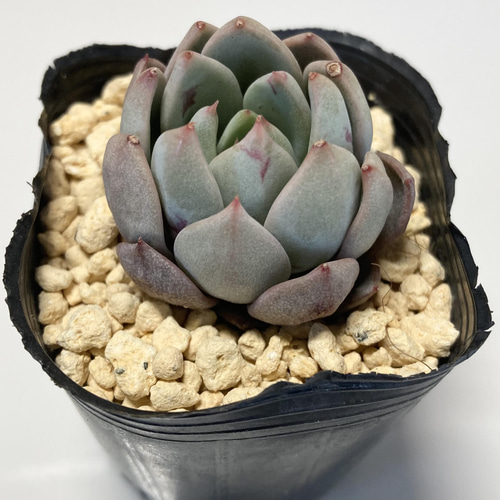 多肉植物バイオリーナ韓国苗女美月