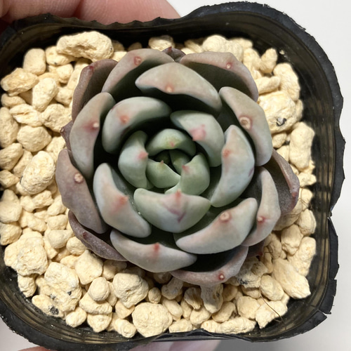 多肉植物バイオリーナ韓国苗女美月