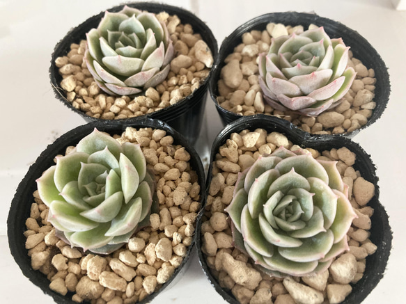 多肉植物 オウンスロー③ 抜き苗 韓国苗 エケベリア 【公式通販】