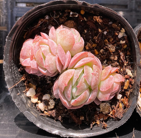 レモンベリー群生 韓国苗 多肉植物 多肉植物 プクニク 通販｜Creema 