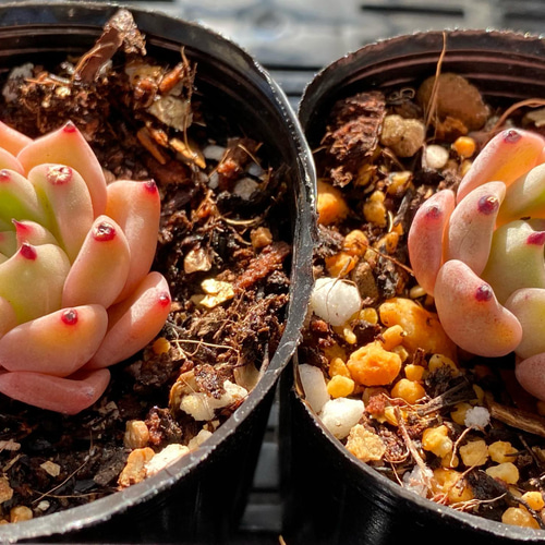 ブルースペースタイム 小苗 韓国苗 多肉植物 多肉植物 プクニク 通販
