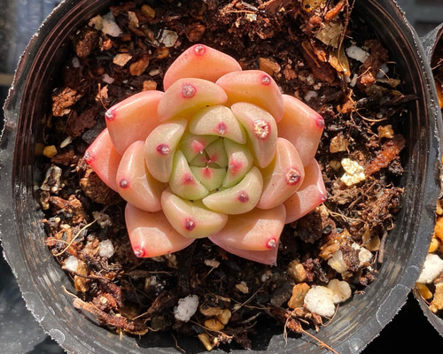 ブルーバード 大きめ苗 韓国苗 多肉植物 新入荷 韓国苗 ピンクブルーバード レア種 可愛い紅葉超大苗 超美苗