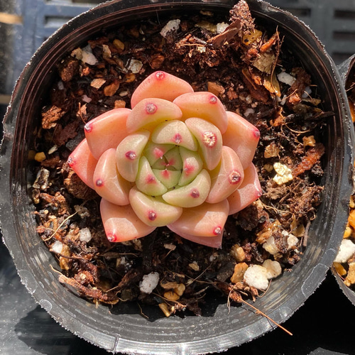 ブルースペースタイム 小苗 韓国苗 多肉植物 多肉植物 プクニク 通販