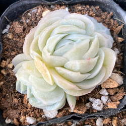 ポトシナ群生 韓国苗 多肉植物 多肉植物 プクニク 通販 13320801