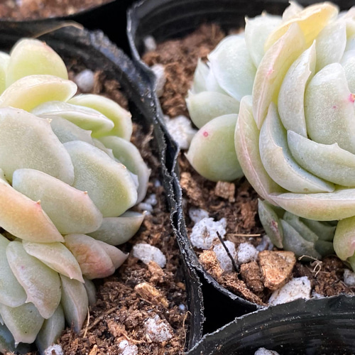 ポトシナ群生 韓国苗 多肉植物 多肉植物 プクニク 通販 13320801