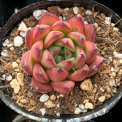 リトルサン 韓国苗 多肉植物 多肉植物 プクニク 通販 13320812｜Creema