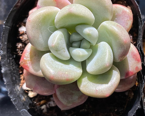 多肉植物　ピクシープラム　韓国苗 多肉植物 ラッキームーン 韓国苗 多肉植物 pariʚ