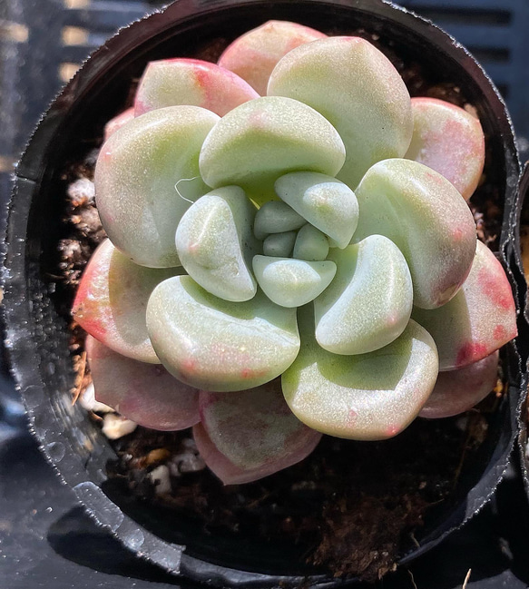 専用です　　GWセール　多肉植物　プリズム　韓国苗 ピンクスポット 韓国苗 多肉植物 多肉植物 プクニク 通販 13320833