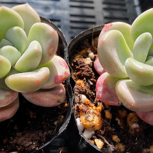 ピンクスポット 韓国苗 多肉植物 多肉植物 プクニク 通販 13320833