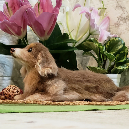 オーダー羊毛フェルト犬 メモリアル 想い出を形に♥️ オーダー