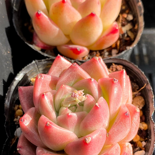 ゴールドソクヨン 韓国苗 多肉植物 多肉植物 プクニク 通販