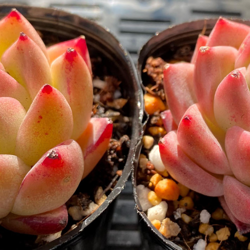 多肉植物 韓国苗 ナオフク様 Amazon.co.jp: 多肉植物 韓国苗 白鳳 抜き苗 : おもちゃ