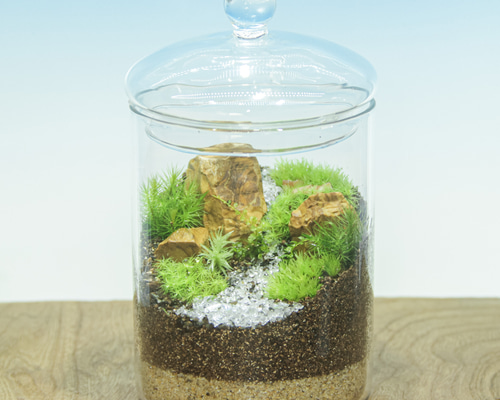 苔の箱庭 Canister L《苔テラリウム・コケリウム》 テラリウム