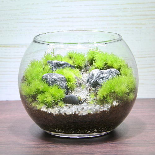 キャンプのある暮らし② 苔リウム 焚き火 キャンピングカー コケ