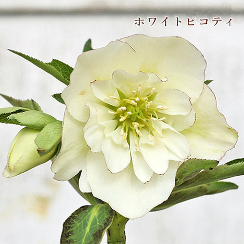 開花株・現品】クリスマスローズ ベイン セミダブル 15cmポット