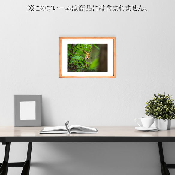 【A4可能】夏の森の若いキタキツネ・アートポスター 北海道動物写真 3枚目の画像