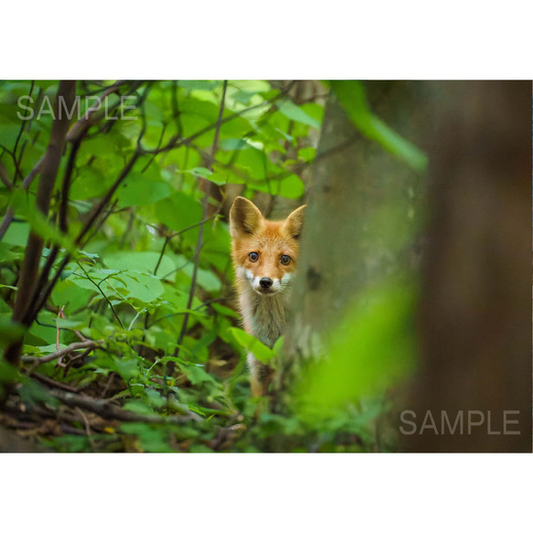 【A4可能】夏の森の若いキタキツネ・アートポスター 北海道動物写真 1枚目の画像