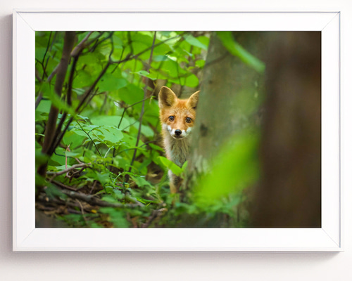 A4可能】夏の森の若いキタキツネ・北海道動物写真 写真・グラフィック
