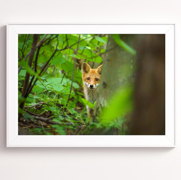 北海道の可愛い動物 A4写真プリント ガラス入り額装 ～キタキツネ②～ 北海道の可愛い動物 A4写真プリント ガラス入り額装 ～キタキツネ～