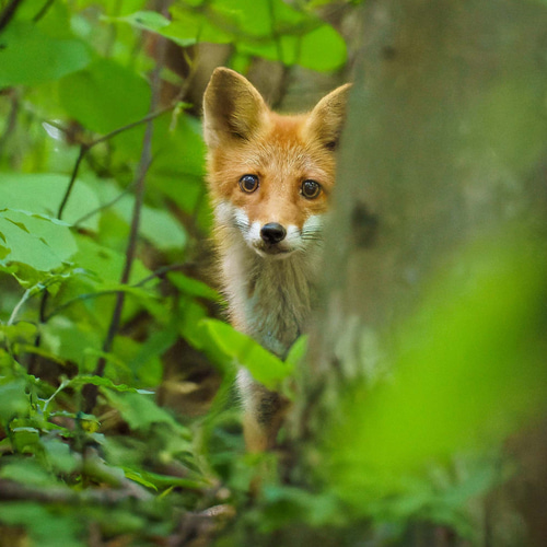 A4可能】夏の森の若いキタキツネ・北海道動物写真 写真