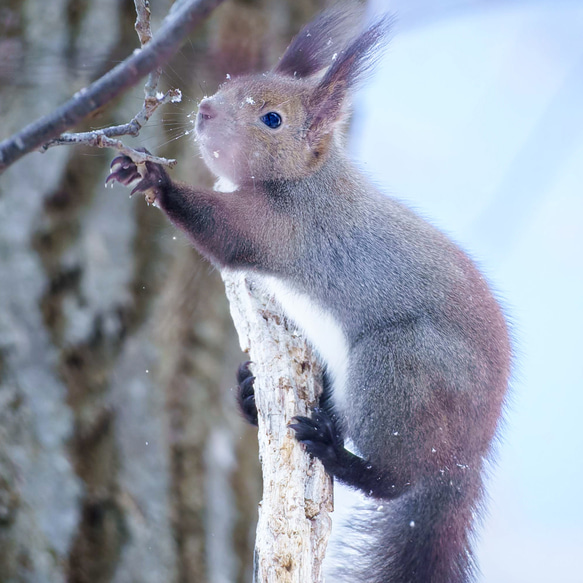 【A4可能】寒い冬の朝のエゾリス・アートポスター 北海道動物写真 2枚目の画像